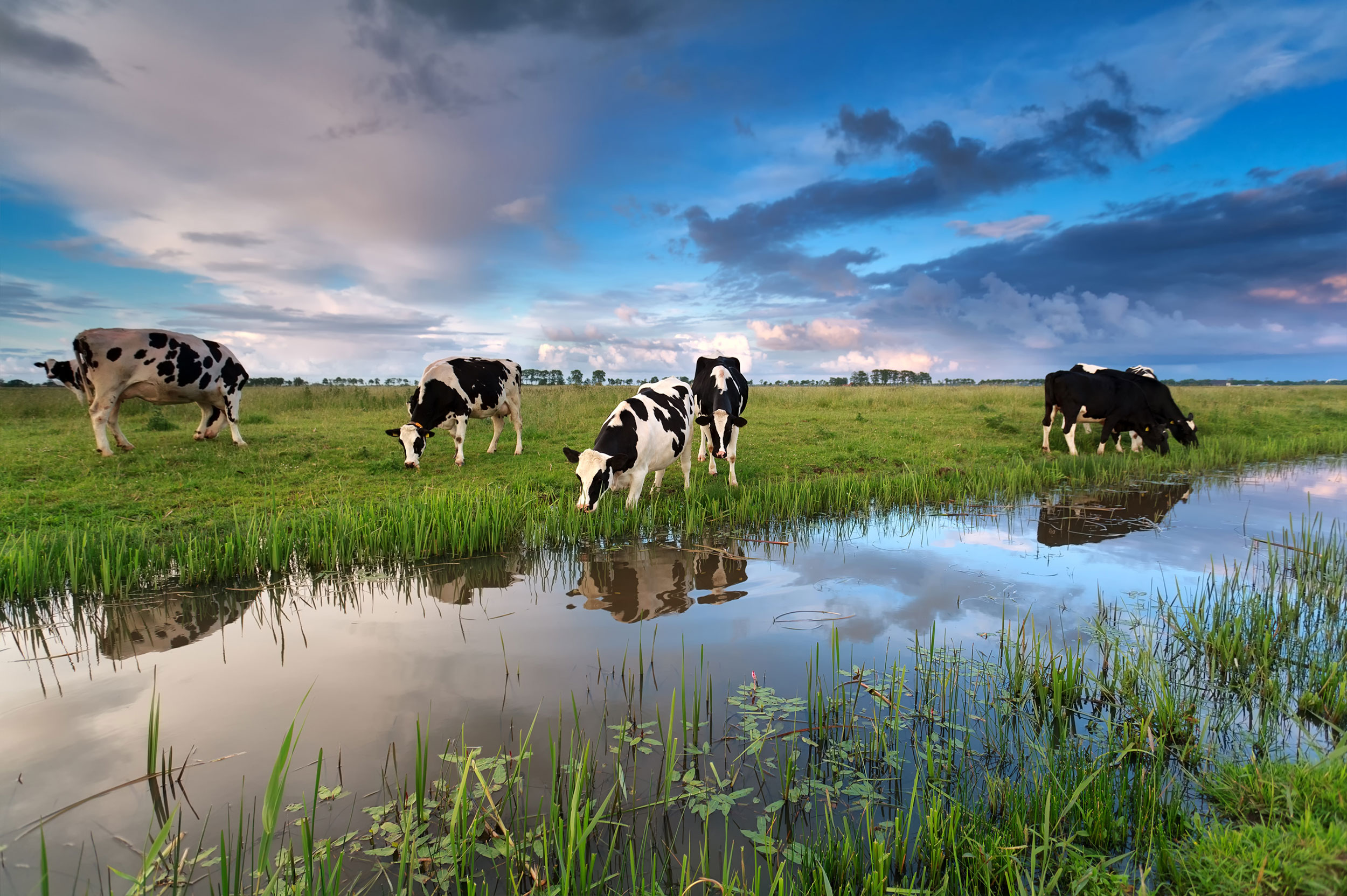 Low Carbon Fuels 