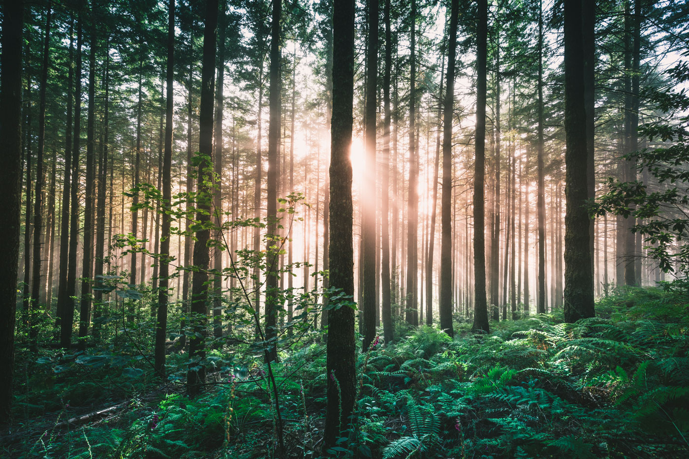 Stock photo  Light breaking through the fog in a forest 01